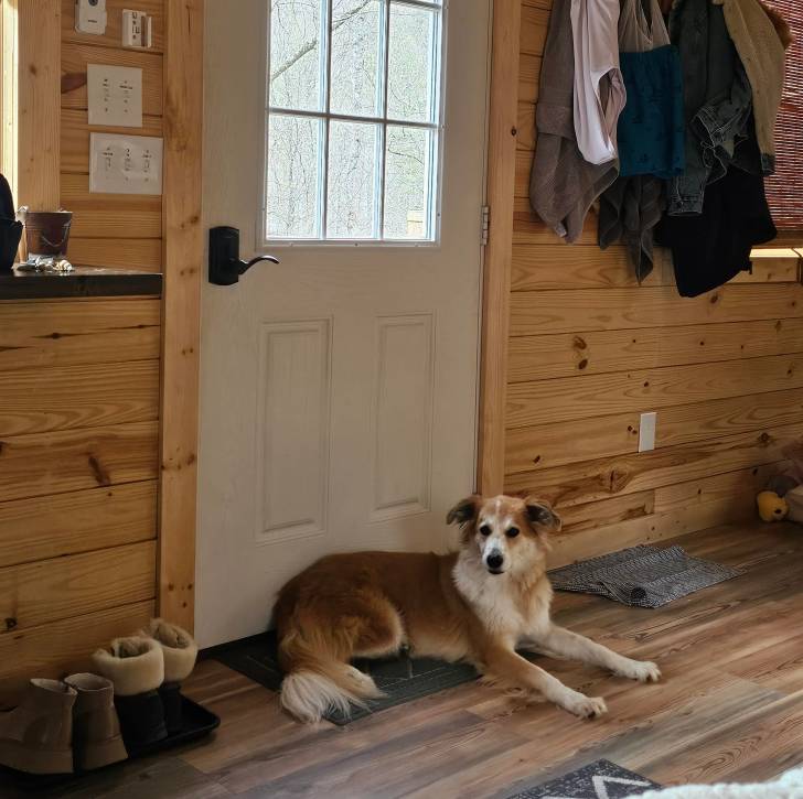 Un Berger Anglais allongé sur un plancher et regardant vers la caméra 