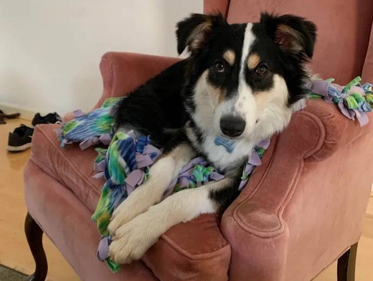 Un Berger Anglais allongé sur un canapé et portant un collier autour du cou