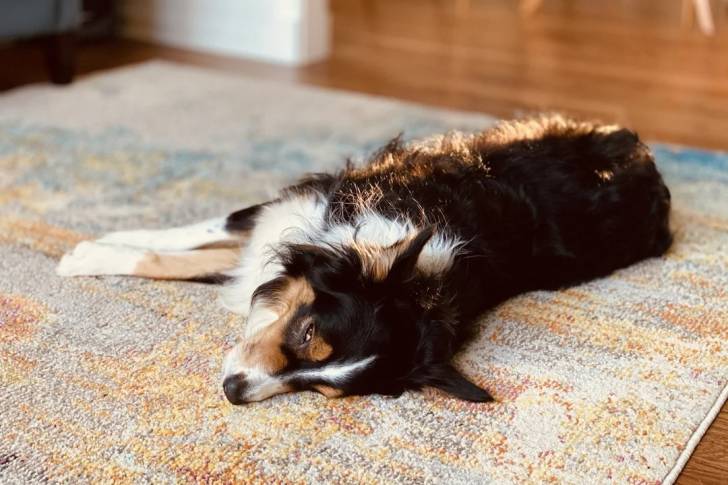 Un Berger Anglais allongé sur un tapis et semblant détendu