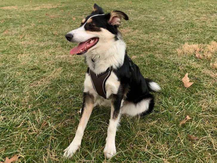 Un Berger Anglais assis sur un terrain herbeux et portant un harnais