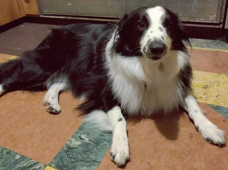 Un Berger Anglais allongé et semblant détendu 