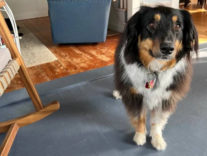 Un Berger Anglais sur un plancher et portant un collier autour du cou