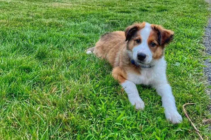 Un Berger Anglais portant un collier autour du cou et regardant vers la caméra