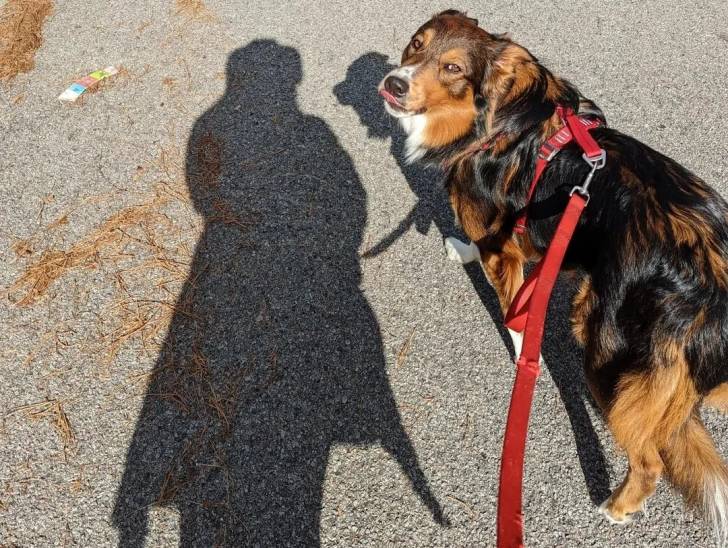 Un Berger Anglais sur une surface bitumée et qui est tenu en laisse
