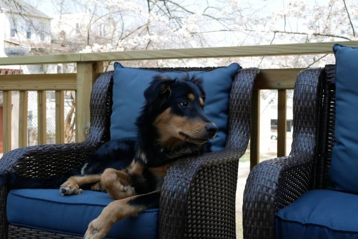 Un Berger Anglais allongé dans un fauteuil 