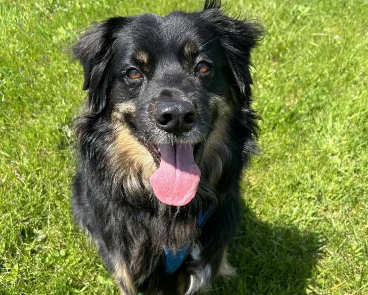 Un Berger Anglais tirant langue et portant un harnais 