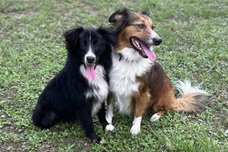 Deux Berger Anglais assis sur un terrain herbeux et tirant tous deux leurs langues 