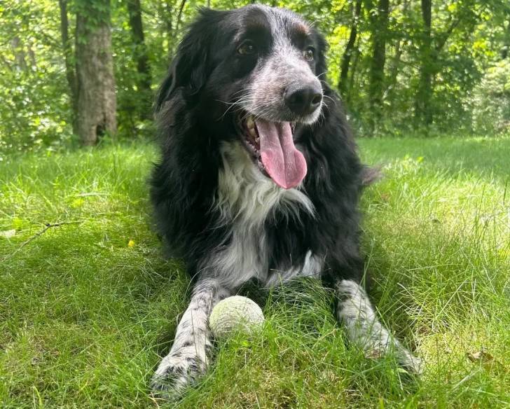 Un Berger Anglais allongé sur un terrain herbeux et ayant la langue pendante 