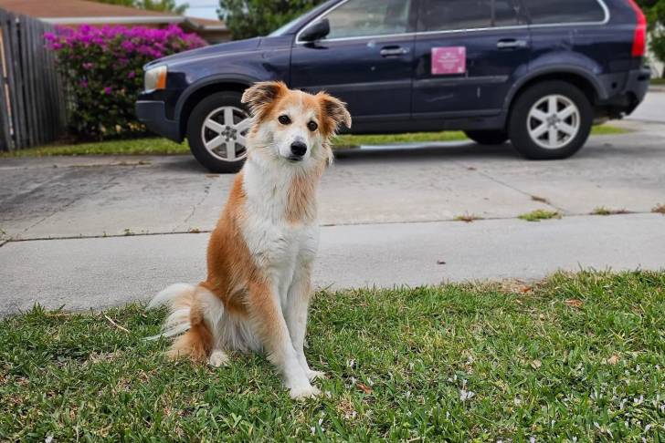 Un Berger Anglais assis sur un terrain herbeux et regardant vers la caméra 