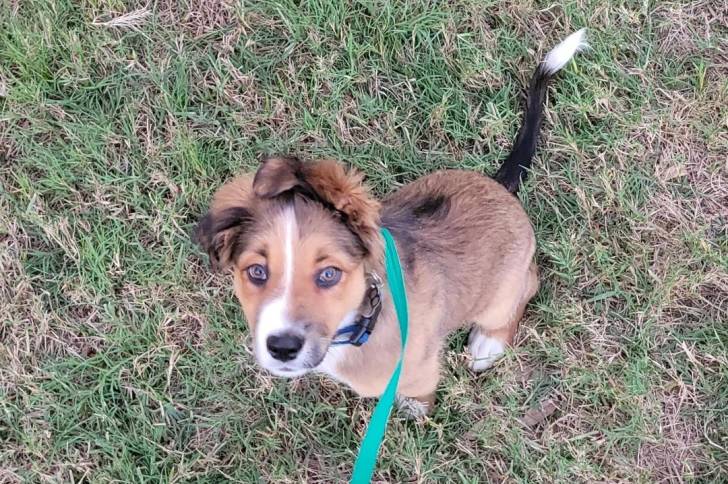 Un Berger Anglais assis sur un terrain herbeux et qui est tenu en laisse 