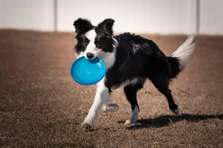 Un Berger Anglais marchant sur une surface herbacée et tenant un frisbee dans la gueule 