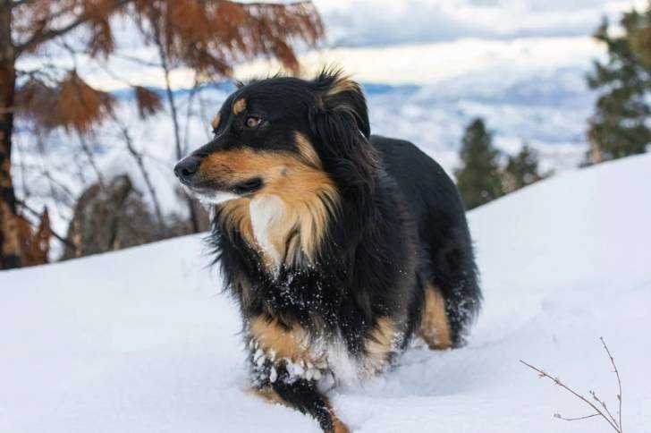 Un Berger Anglais marchantsur une surface enneigée et semblant détendu 