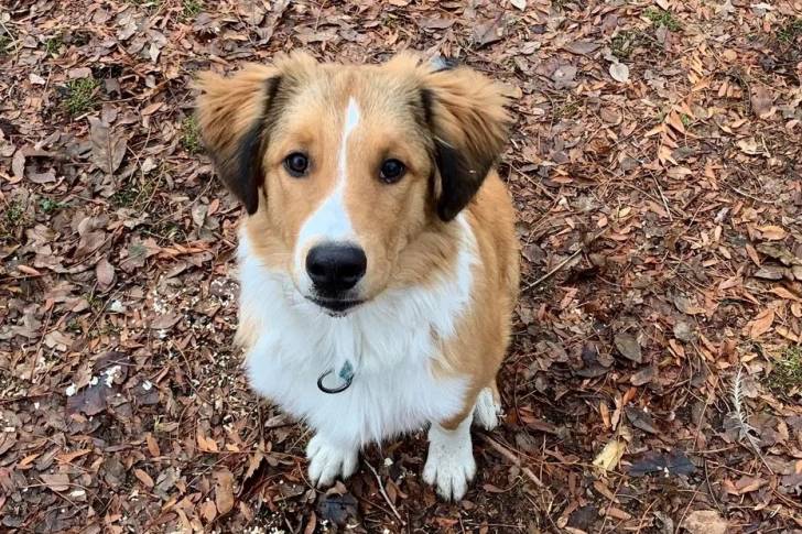 Un Berger Anglais assis sur un terrain herbeux et portant un collier autour du cou