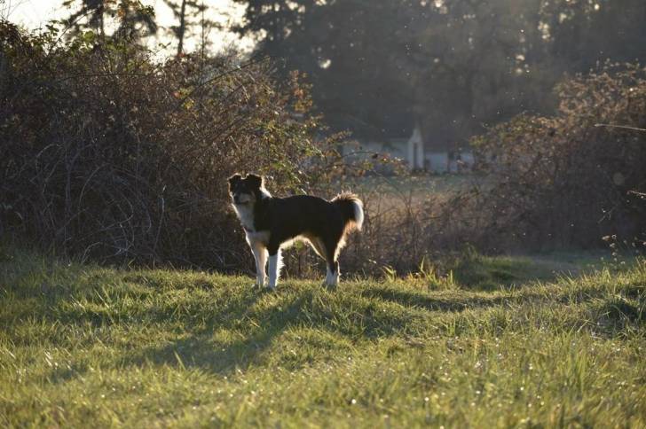 Un Berger Anglais sur un terrain herbeux et semblant détendu 