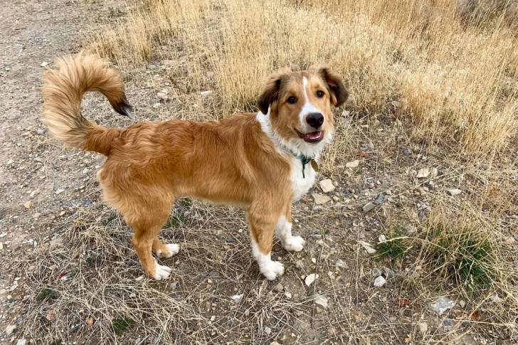 Un Berger Anglais sur un terrain herbeux et portant un collier autour du cou