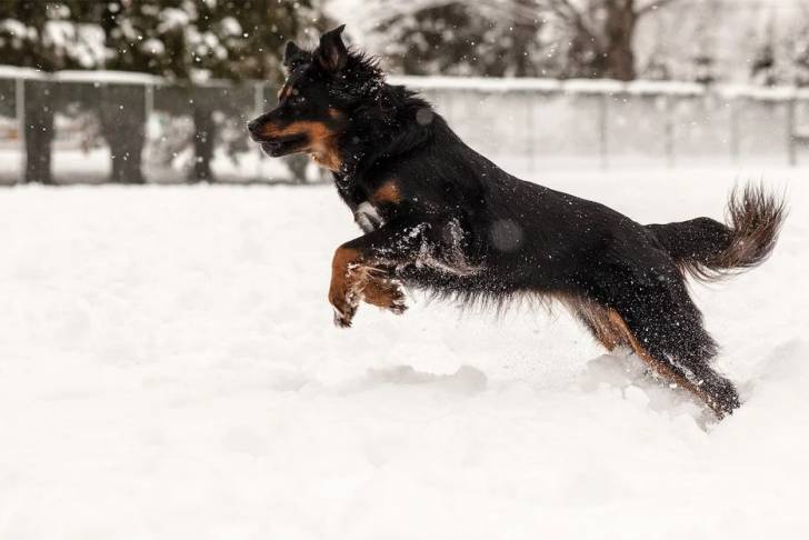 Un Berger Anglais courant sur une surface enneigée 