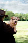 Photo Norfolk Terrier