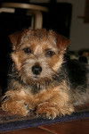 Ruth - Norfolk Terrier (1 an et 7 mois)