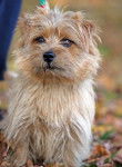 Photo Norfolk Terrier