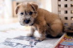 Photo Norfolk Terrier