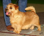 Photo Norfolk Terrier