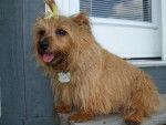 Photo Norfolk Terrier
