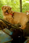 Photo Norfolk Terrier