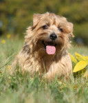 Photo Norfolk Terrier