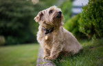 Photo Norfolk Terrier