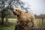 Photo Norfolk Terrier