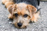 Photo Norfolk Terrier