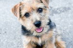 Photo Norfolk Terrier