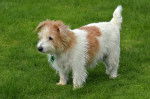 Photo Norfolk Terrier