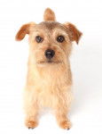 Photo Norfolk Terrier