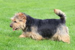 Photo Norfolk Terrier