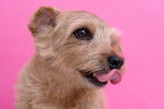Photo Norfolk Terrier
