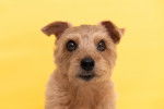 Photo Norfolk Terrier