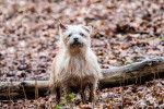 Photo Norfolk Terrier