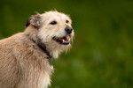 Photo Norfolk Terrier
