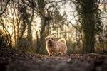 Photo Norfolk Terrier