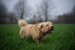 Photo Norfolk Terrier