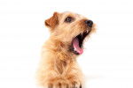 Photo Norfolk Terrier