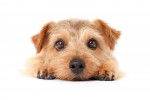 Photo Norfolk Terrier