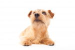 Photo Norfolk Terrier