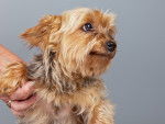 Photo Norfolk Terrier