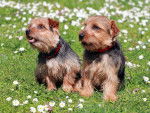 Photo Norfolk Terrier