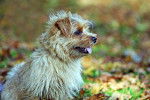 Photo Norfolk Terrier