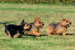 Photo Norfolk Terrier