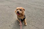 Un Norfolk Terrier assis sur une surface bétonnée et qui est tenu en laisse