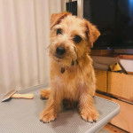 Un Norfolk Terrier assis sur une table et portant un collier autour du cou 